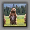 Grizzly bear ( 4 )
